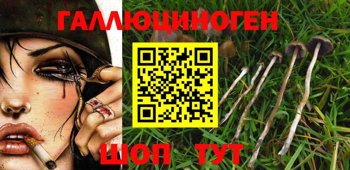 Галлюциногенные грибы Psilocybe Лесосибирск